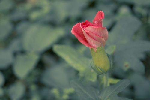 flower macro japanese