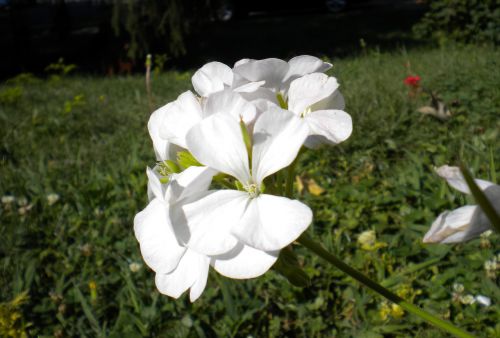 flower geranium nature