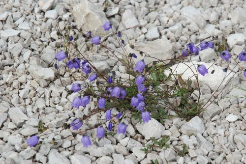 flower stone rocks