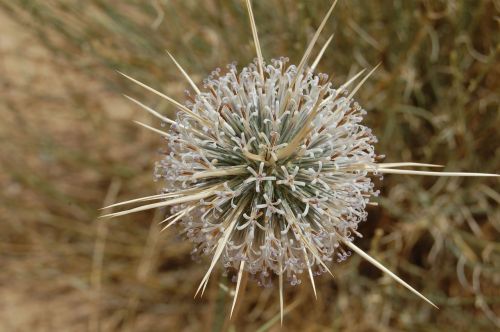 flower israel desert