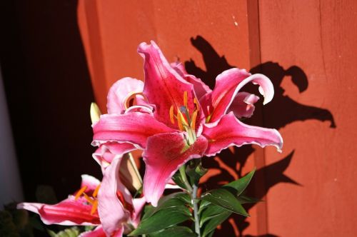 flower pink flora