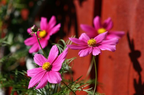 flower pink flora