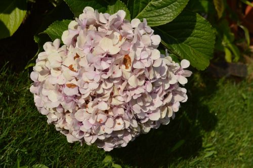 flower pink hydrangea