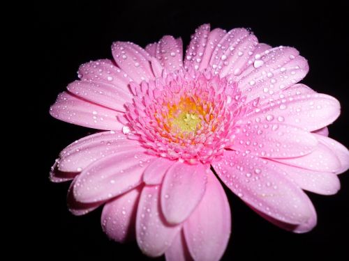 blossom bloom gerbera