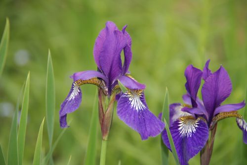 flower nature beauty