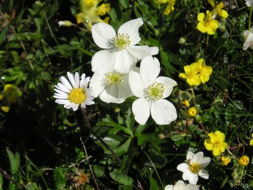 blossom bloom alpine flower