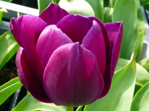 flower tulip violet