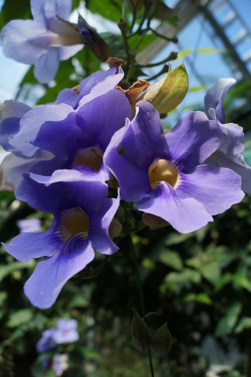 flower tropics purple