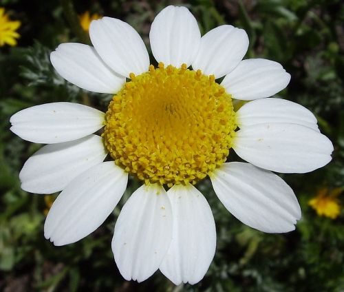 flower macro white