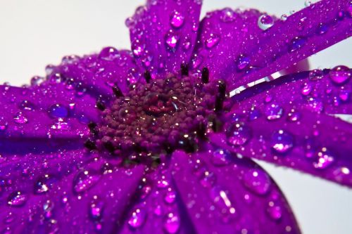 flower rain macro