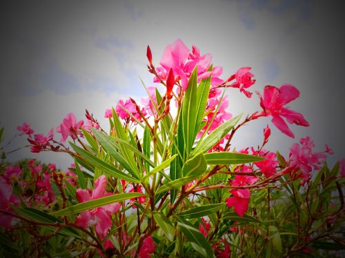 flower sky pink