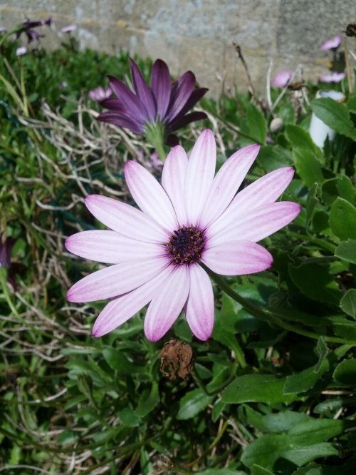 flower violet nature