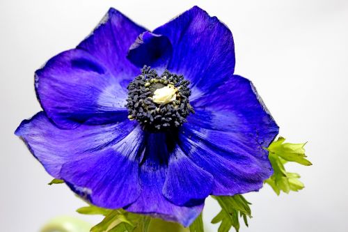 blossom bloom blue poppy