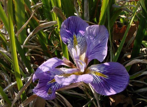flower iris purple
