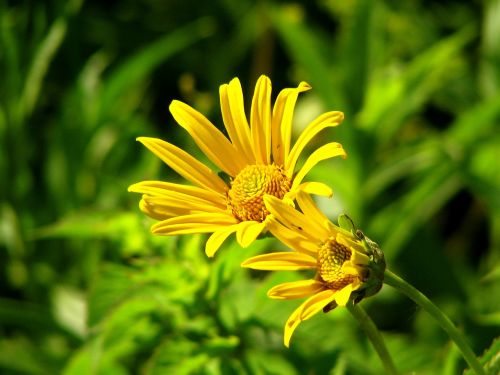 flower aster yellow