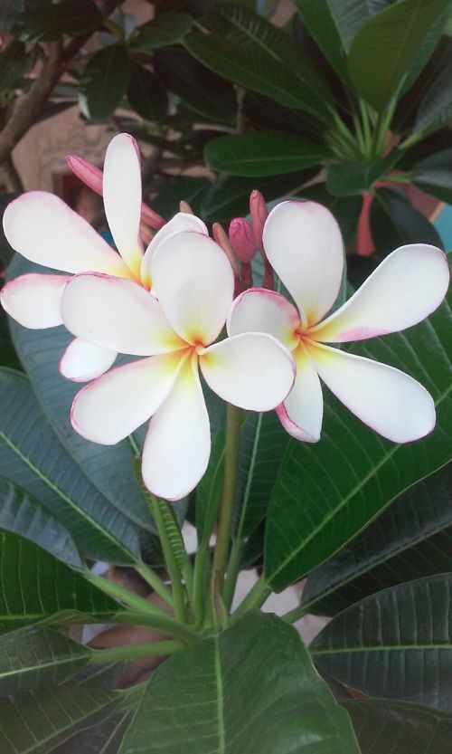 flower white plant