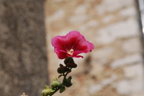 flower blossom pink