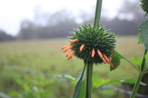 flower garden plants