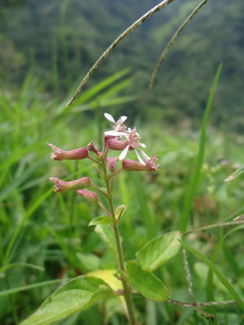 flower nature green