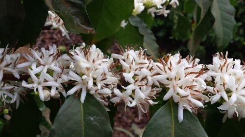 flower coffee flor de café