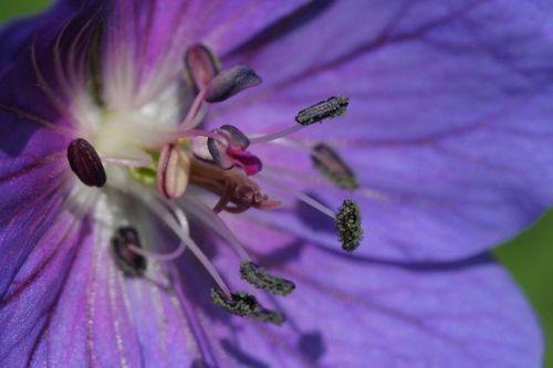 flower purple pestle