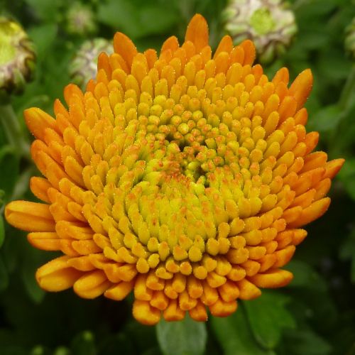 flower chrysanthemum yellow