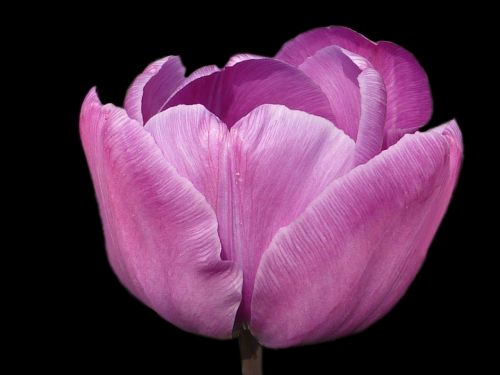flower tulip violet