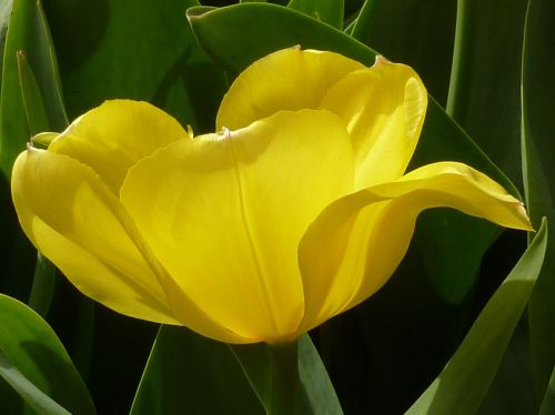 flower tulip yellow