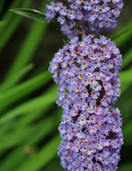 flower garden macro