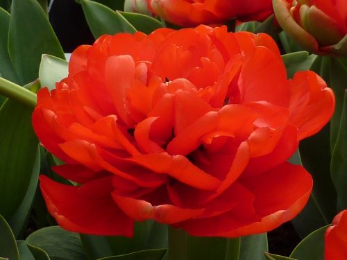 flower red tulip miranda