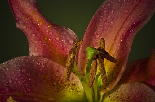 blossom bloom macro