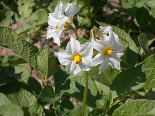 flower huerta orchard