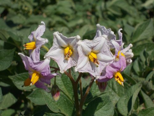 flower huerta orchard