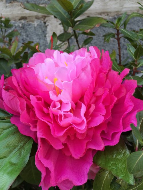 flower pink peony