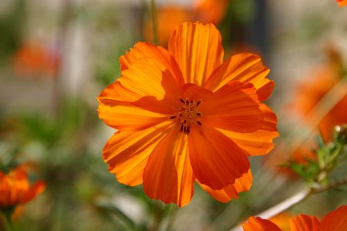 flower orange happy