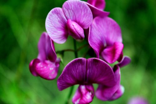 flower orchids bloom