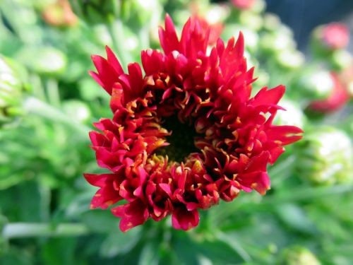 flower chrysanthemum red