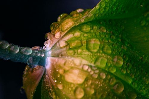 flower drop of water green