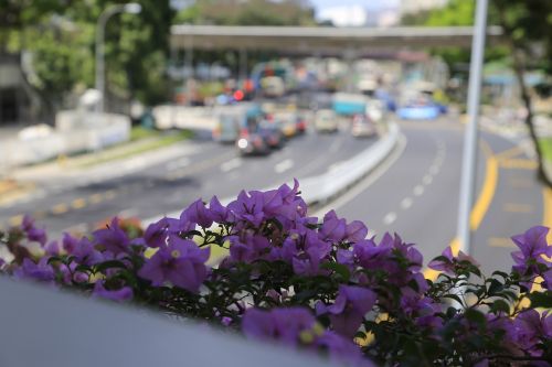 flower violet singapore