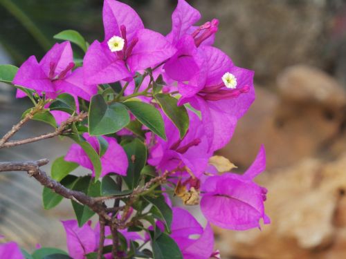 flower purple nature