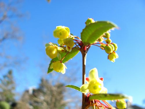 flower floral nature