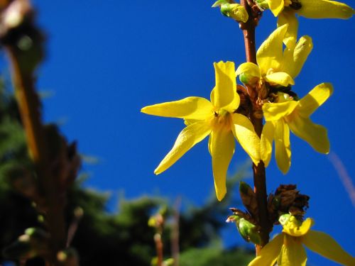 flower floral nature