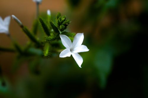 flower nature floral