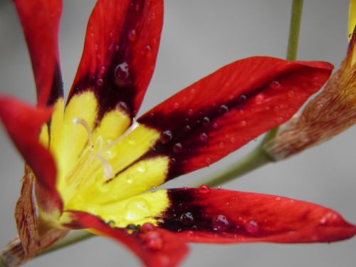 flower red flora