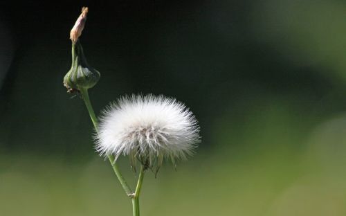 blossom bloom seeds