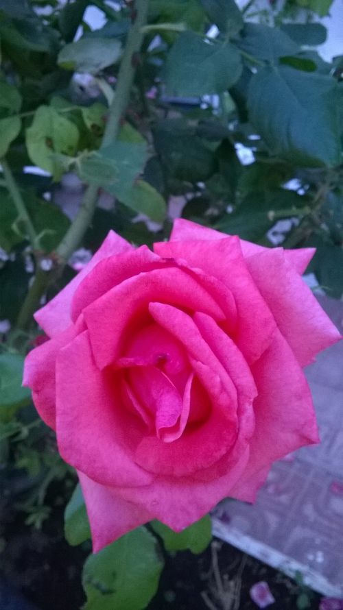 flower rosa red rose