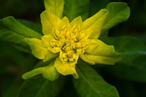 flower macro yellow