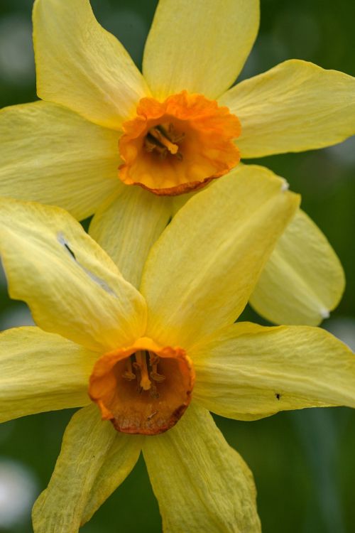flower macro daffodils