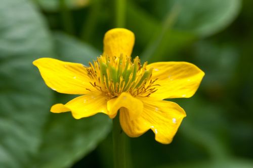 flower macro yellow