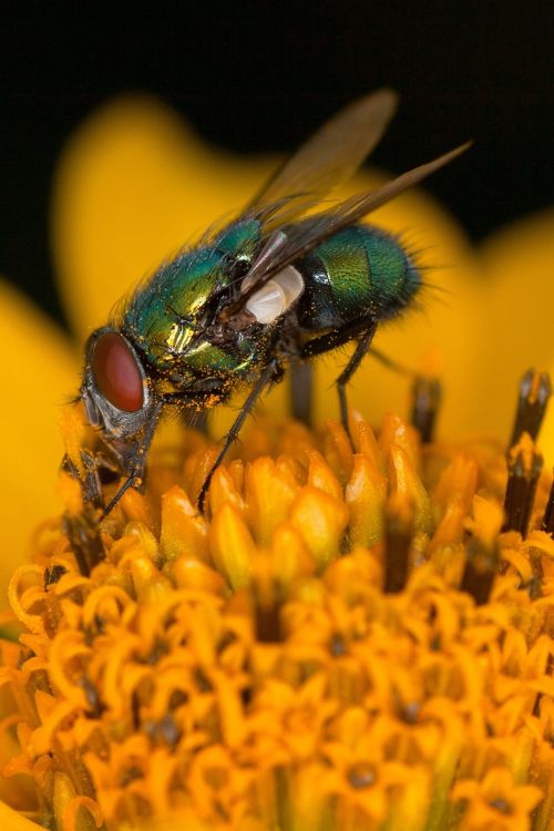 blossom bloom fly